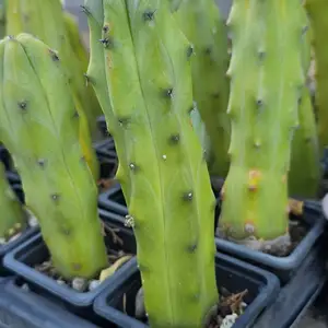 Myrtillocactus, Larnaca — Kalo Chorio