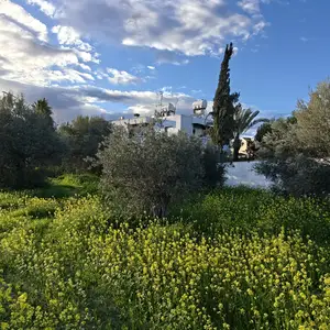 Ελιές αιωνόβιες κυπριακές | cypriot century-old olive trees, Nicosia — Dali