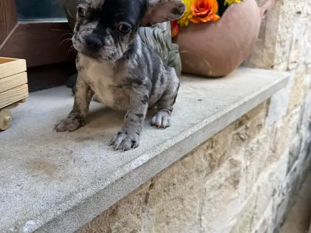 French bulldog male female, Limassol — Limassol - Zakaki