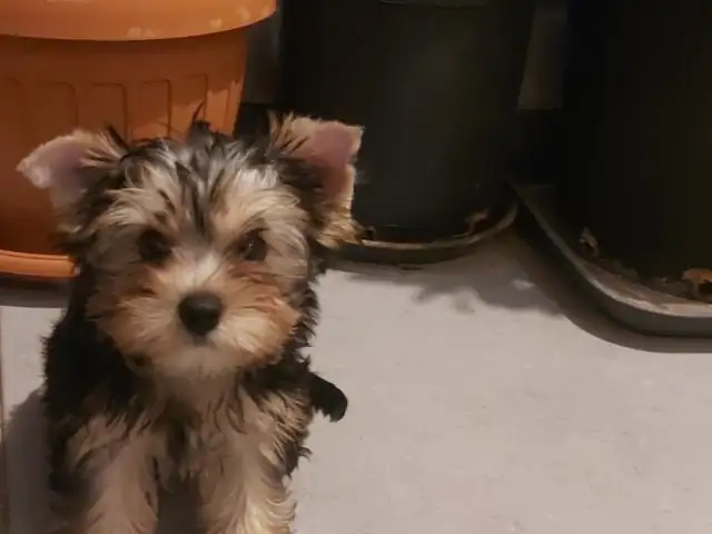 Yorkshire terrier, Επαρχία Λάρνακας — Αραδίππου - Άγιος Φανούριος