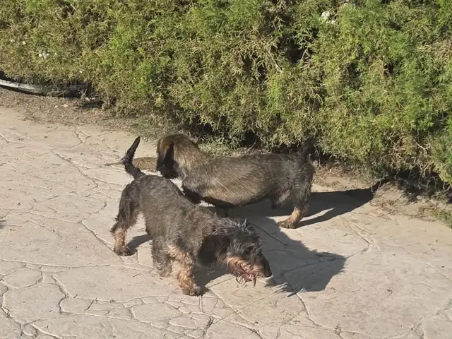Dachshund wire hair female and male, Nicosia — Dali