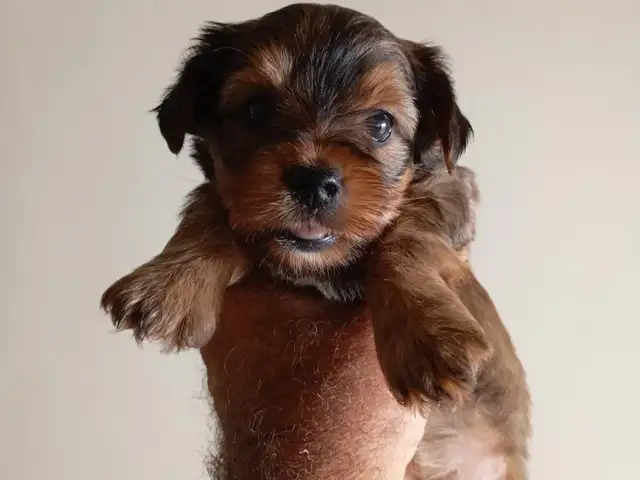 Yorkshire terrier cross, Επαρχία Λευκωσίας — Γέρι
