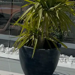 Large grey/black pot for a plant, Limassol — Erimi