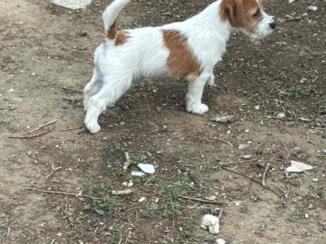 Jack russell wire hair με pedigree, Larnaca — Larnaka - Agioi Anargyroi I