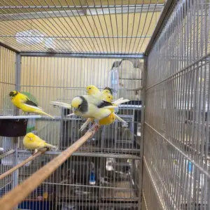 Yorkshire canaries, Επαρχία Λευκωσίας — Έγκωμη - Μακεδονίτισσα