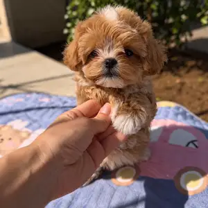 Maltipoo f1 female puppy, Nicosia — Lakatameia - Agia Paraskevi