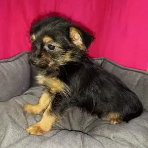 Chorkie female miniature, Επαρχία Αμμοχώστου — Αγία Νάπα