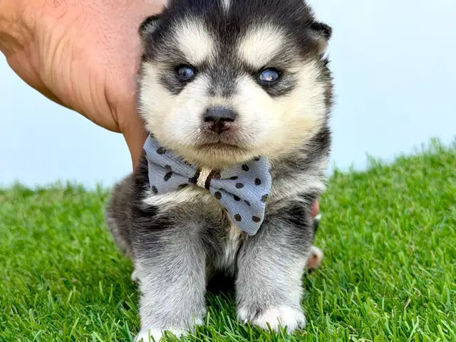 Pomsky puppy, Limassol — Limassol - Agios Antonios