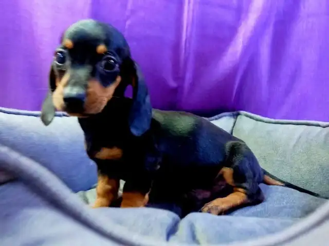 DACHSHUND male miniature, Famagusta — Agia Napa