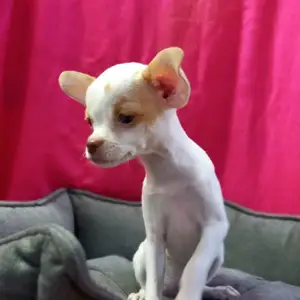 Chihuahua puppy female, Επαρχία Αμμοχώστου — Αγία Νάπα