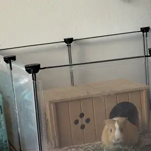 Guinea pig, Επαρχία Πάφου — Universal