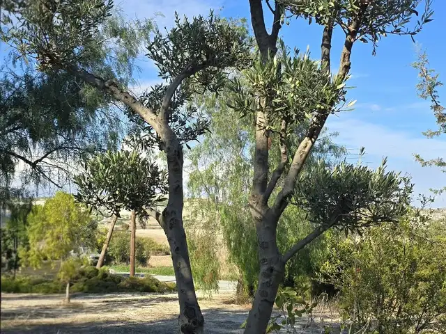 Kalopistiki elia bonsai, Larnaca — Kalo Chorio