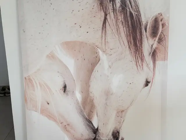 Horse canvas print 2,17x1,78, Επαρχία Πάφου — Αγία Μαρινούδα