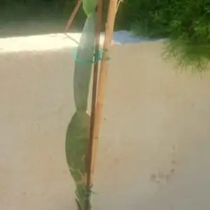 Cactus 1 80 3 years old, Επαρχία Λεμεσού — Άγιος Τύχων Τουριστική Περιοχή