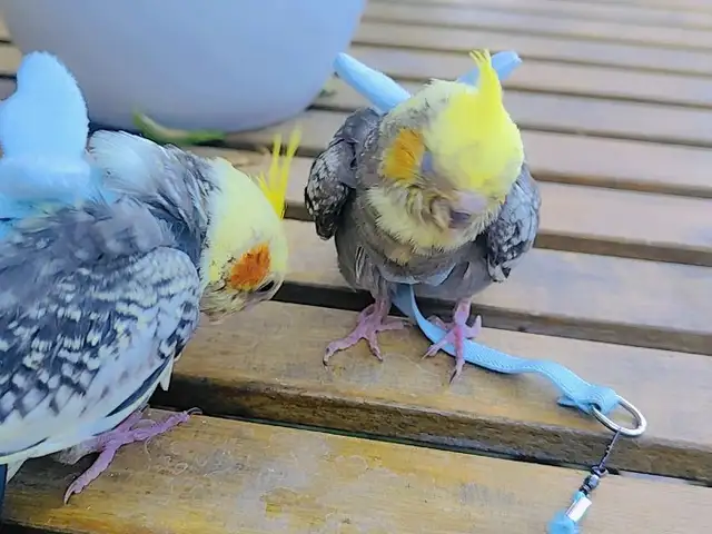 Cockatails, Nicosia — Pera