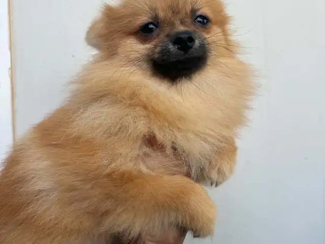 Pomeranians, Επαρχία Λεμεσού — Ύψωνας