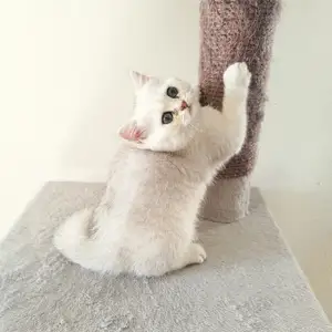 Brittish shorthair kittens, Larnaca — Livadia Larnakas