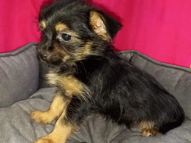 Chorkie female miniature, Famagusta — Agia Napa
