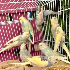 Budgies rainbow, Larnaca — Larnaka - Skala