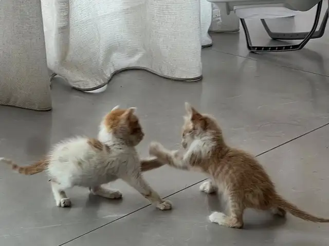 Male kittens for adoption, Επαρχία Λευκωσίας — 'Έγκωμη
