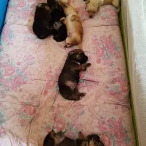 Χαρίζονται σκυλάκια mini pinser, Larnaca — Maroni
