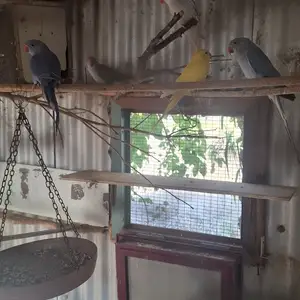 Ringneck, Επαρχία Αμμοχώστου — Δερύνεια