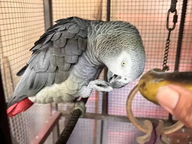 African Grey, Paphos — Tsada