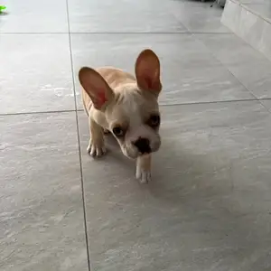 French bulldog agoraki 2 months, Επαρχία Λευκωσίας — Λευκωσία - Λυκαβηττός