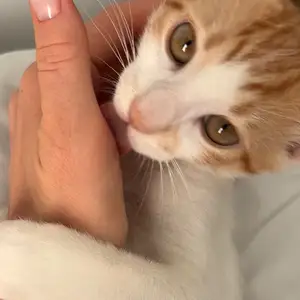 Very affectionate small kitten, Larnaca — Larnaka - Makenzy