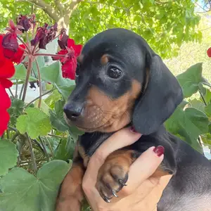 Dachshund, Limassol — Agios Athanasios