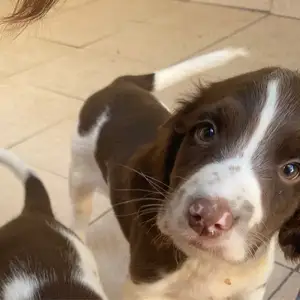 Springer spaniel, Nicosia — Strovolos - Archangelos