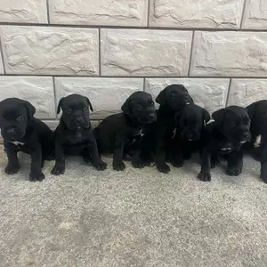Cane corso black, Famagusta — Liopetri