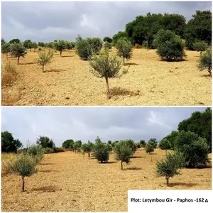 Ελαιόδεντρα olive trees, Επαρχία Πάφου — Λετύμβου