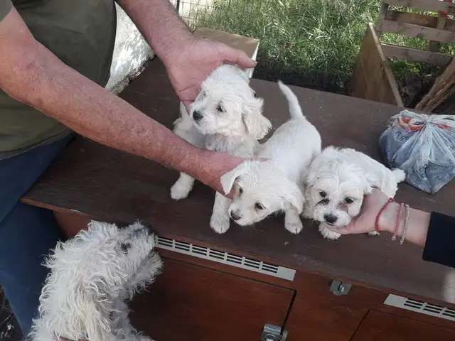 Maltipoo puppies, Larnaca — Larnaka - Sotiros