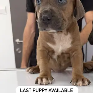 Amstaff puppy, Limassol — Germasogeia