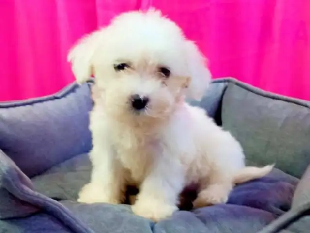 Maltese female toysize, Famagusta — Agia Napa