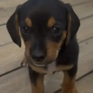 Toy dachshund puppy, Paphos — Kissonerga