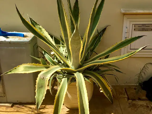 Beautiful agave in a ceramic pot, Επαρχία Αμμοχώστου — Πρωταράς