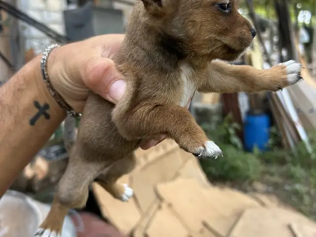 Σκυλάκια mini pincher ημικαθαρόαα, Limassol — Trimiklini