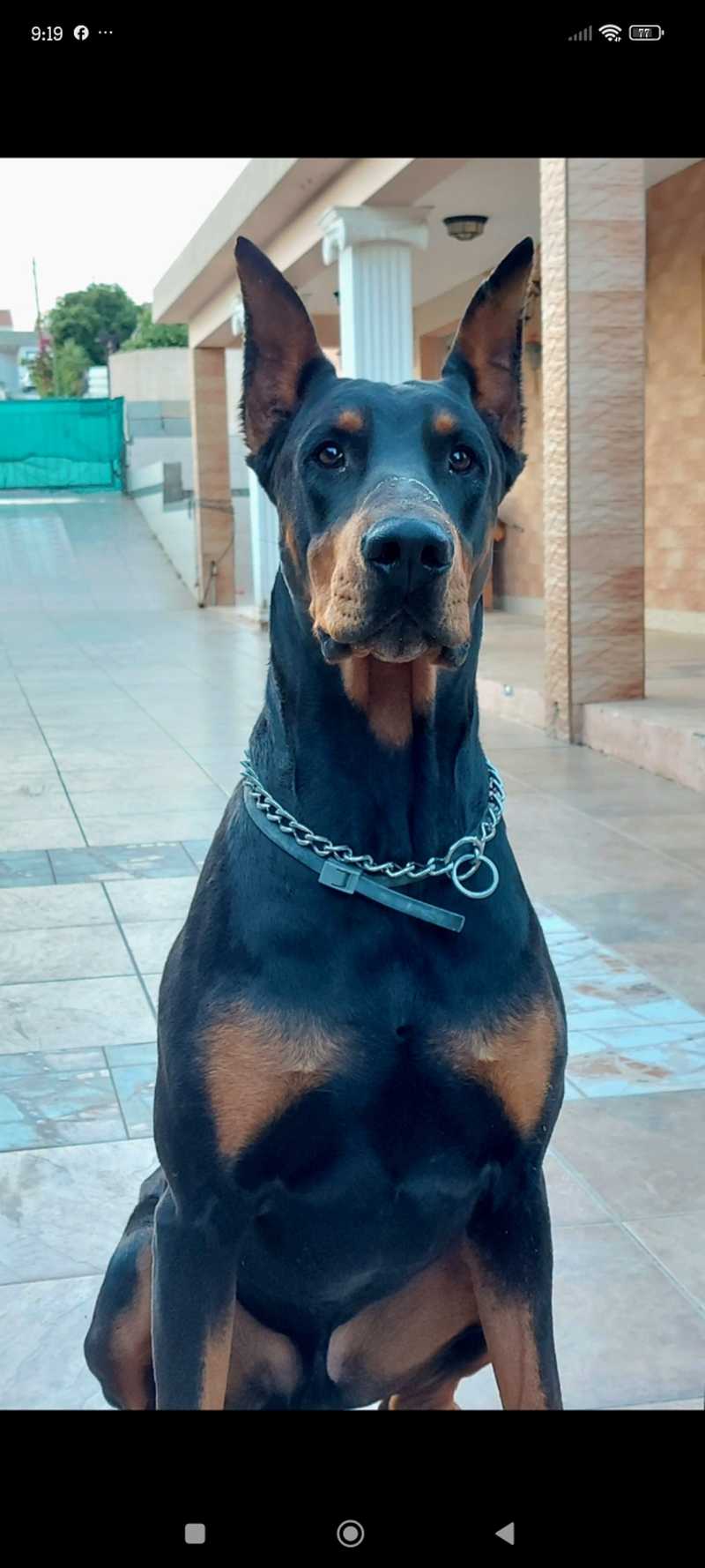 Big Impressive Doberman Doberman German Newest Shepherd 2025