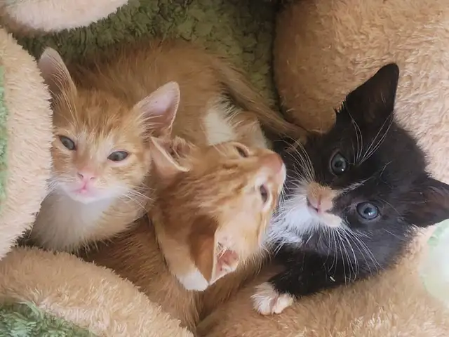 3 ginger boys and 1 b/w boy, Επαρχία Λεμεσού — Γερμασόγεια