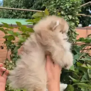 Pomeranian μini, Larnaca — Larnaka - Skala