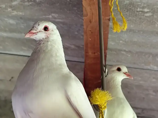 Pigeons for free, Επαρχία Λευκωσίας — Σιά