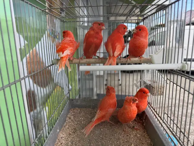 Canaries, Nicosia — Egkomi - Makedonitissa