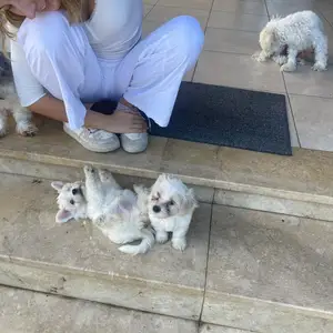 Beautiful biewer yorkie -greek poodle mix puppies | loving homes only, Paphos — Latsi