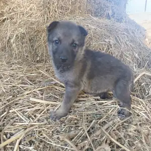 German shepherd cross malinois, Επαρχία Λευκωσίας — Περιστερώνα Λευκωσίας