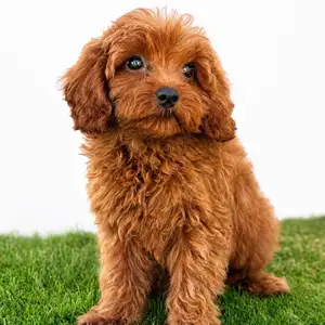Cavapo puppy, Επαρχία Λεμεσού — Λεμεσός - Άγιος Αντώνιος