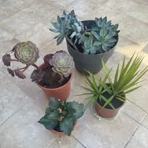 Four plants for 12, Επαρχία Λεμεσού — Λεμεσός - Κάψαλος