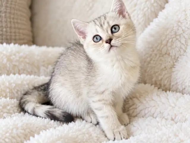 Purebred british shorthair kittens, Επαρχία Λάρνακας — Λάρνακα - Σκάλα