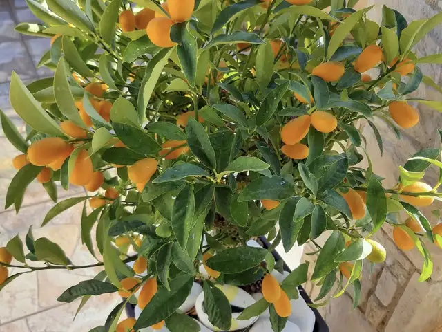 Professional garden maintenance services, Επαρχία Λεμεσού — Σούνι